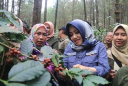 Tasyakuran Petik Kopi, Bupati Ikfina Harapkan Festival Kopi Rutin Digelar Sebagai Sarana Promosi