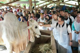 Tinjau Hewan Kurban di Lamongan, Pj. Gubernur Adhy Pastikan Jawa Timur Siap Sambut Hari Raya Idul Adha