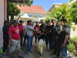 Wartawan DPRD Sidoarjo Sembelih 2 Ekor Kambing dan Bagikan Daging Kurban