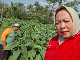 DKPP Kabupaten Blitar Alokasikan Rp 5,6 Miliar dari DBHCHT untuk Penguatan Industri Tembakau Berkualitas