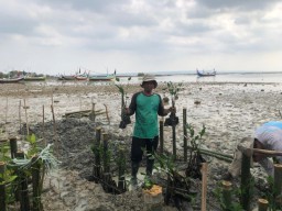 PKSPL IPB, Pokmaswas Reng Paseser, Warga Desa Tanjung Tanam 3.000 Pohon Mangrove