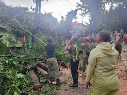 Cuaca Extreme, Polisi Bantu Evakuasi Pohon Tumbang di Kota Mojokerto