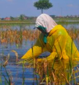 Diterjang Banjir, Harga Gabah Saat Panen Turun