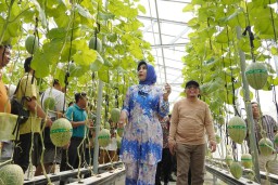 Wabup Mimik Idayana Panen Melon Hidroponik Desa Gempol Klutuk