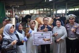 Kabupaten Sidoarjo Terima Satu Ekor Sapi Seberat 1,08 Ton dari Presiden Prabowo Subianto