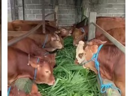 Transparansi Desa Jatilengger Blitar, Budidaya Penggemukan Sapi untuk Dukung Ketahanan Pangan