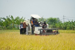 Gunakan Combine, Wali Kota Mojokerto Turun Sawah Turut Panen Padi