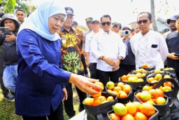 Harga Anjlok, Gubernur Khofifah Minta Bupati dan Wali Kota Serap Tomat Petani untuk Stabilisasi Harga