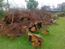 Soal Penebangan Pohon Beringin di Singosari, Benarkah Demi Proyek Kepentingan Pribadi