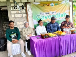 Gerakan Wakaf Indonesia Panen Pisang Cavendish Pada Lahan 5 Hektar