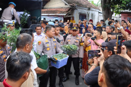 Lebih dari 5 Kg Ganja Kering dan 110 Batang Ganja Berhasil Diamankan Polres Jombang, Dibudidayakan di Dalam Rumah