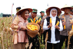 Wabup Sidoarjo Bersama Gubernur Jatim Panen Raya Jagung di Desa Kedensari
