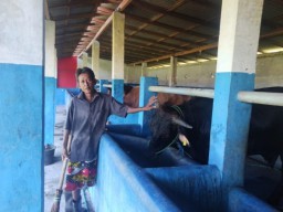 Wabah PMK Merebak, Peternak Sapi Sampang Resah