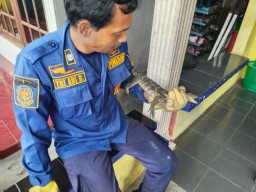 Tim Damkar Gropyok Biawak di Plafon Rumah Warga Prambangan