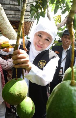 Kunjungi Kebun Buah Organik Asosiasi Mitra Tani Unggul Jember, Gubernur Khofifah Apresiasi Sistem Pertanian Ramah Lingkungan dan Tembus Pasar Ekspor