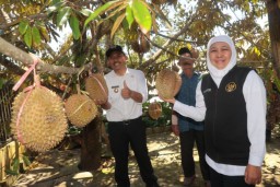 Sambangi Kampung Durian Ngawi, Gubernur Khofifah Dorong Inovasi Penjualan Gunakan Teknik Frozen Fruit