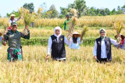 Panen Raya Padi Varietas Inpari 32 di Blitar, Gubernur Khofifah Apresiasi Inovasi Petani yang Kembangkan Pupuk Organik Biosaka