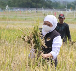 Gubernur Khofifah Sebut Nilai Tukar Petani Tertinggi Selama 2018-2022