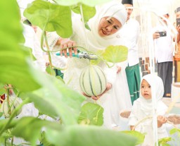 Gubernur Khofifah Ajak Cucu Tanam dan Panen Golden Melon di Green House Masjid Al Akbar Usai Sholat Iedul Adha