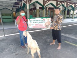 Anggota DPR Indah Kurnia Bagikan 35 Kambing Kepada Warga Surabaya dan Sidoarjo
