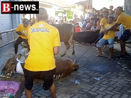 Semarak Idul Kurban di Sudut Pemukiman Padat Desa Genteng Wetan