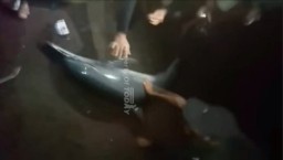 Heboh Video Viral, Seekor Lumba-lumba Terdampar di Pantai Blimbingsari