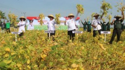 Merdeka Panen Kedelai Bareng Kementerian Pertanian di Bojonegoro