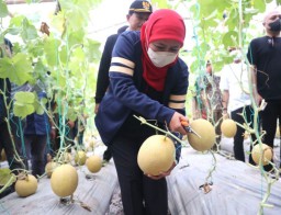 Gubernur Khofifah Apresiasi Budidaya Golden Melon di Ngrowo Bening Edu Park Madiun