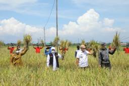 Gubernur Khofifah Panen Raya Padi di Bumi Reog Ponorogo