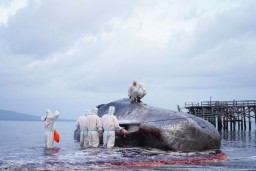 Tim SIKIA Banyuwangi UNAIR Evakuasi dan Identifikasi Paus Terdampar di Banyuwangi