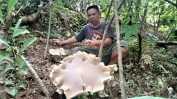Jamur Raksasa Gegerkan Desa Klepu Ponorogo