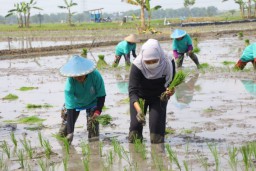 Gubernur Khofifah Galakkan Aksi Percepatan Tanam Padi di Ngawi