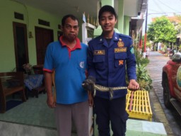 Heboh Biawak Masuk Rumah Warga, Tim Rescue Sidoarjo Gercep Membantu