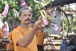 Pemdes Jatilengger Studi Banding dan Pelatihan Limbah Ketela di Pati Jawa Tengah