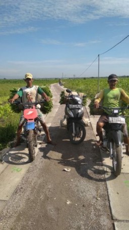 Permudah Akses Jalan Sawah, Pemkab Bojonegoro Bangun 83 Titik JUT