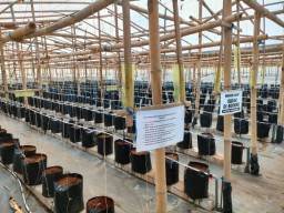 Kampung Melon Petik Sendiri, Destinasi Wisata di Kelurahan Kalipang