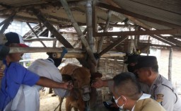 Forpimcam Kunjang Kawal Penyuntikan Hewan Ternak