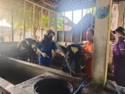 Disnakkan Bojonegoro Telah Salurkan 134.050 Vaksin PMK di Tahun 2022