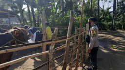 Polsek Kepung Kawal Penyuntikan Vaksin Hewan Ternak