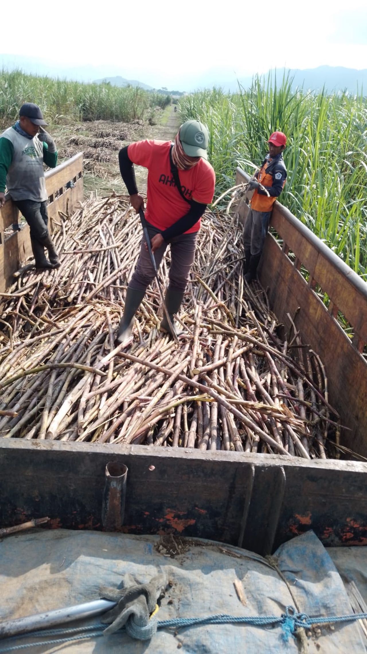 Proses penebangan tebu atau proses pengangkutan. (Ist)