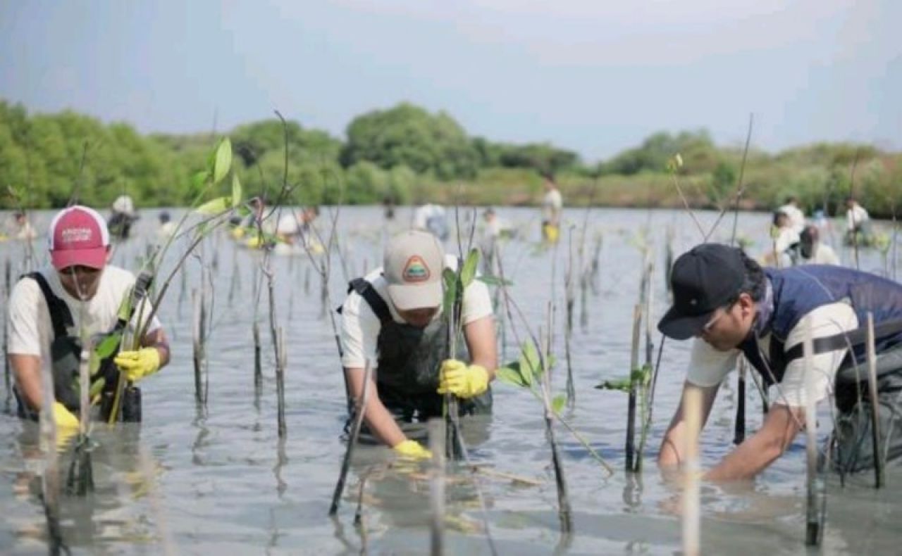 karyawan Smelter Freeport menanam mangrove di Kali Mireng. (Ist)