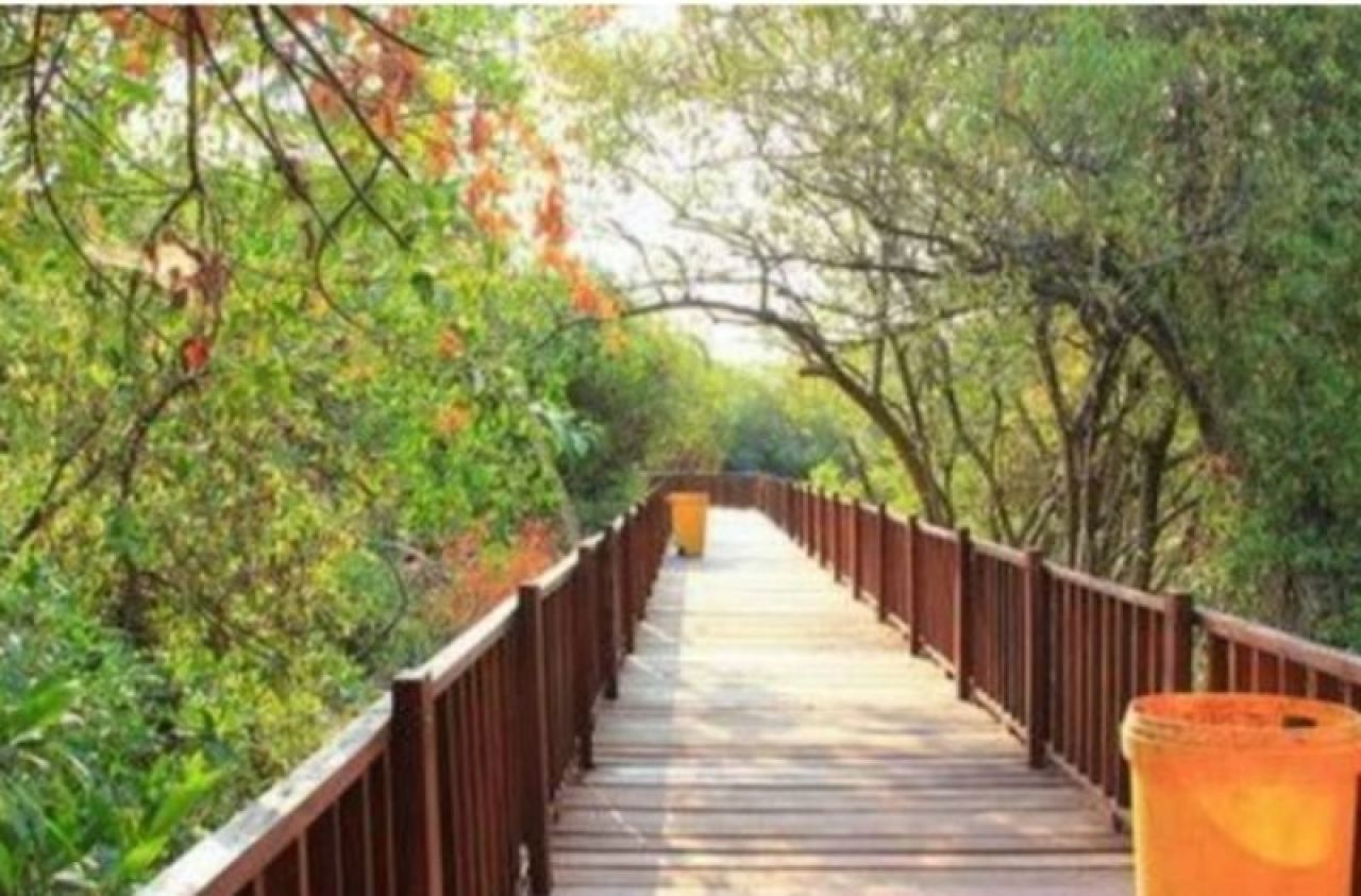 Wisata mangrove Surabaya. (Ist)