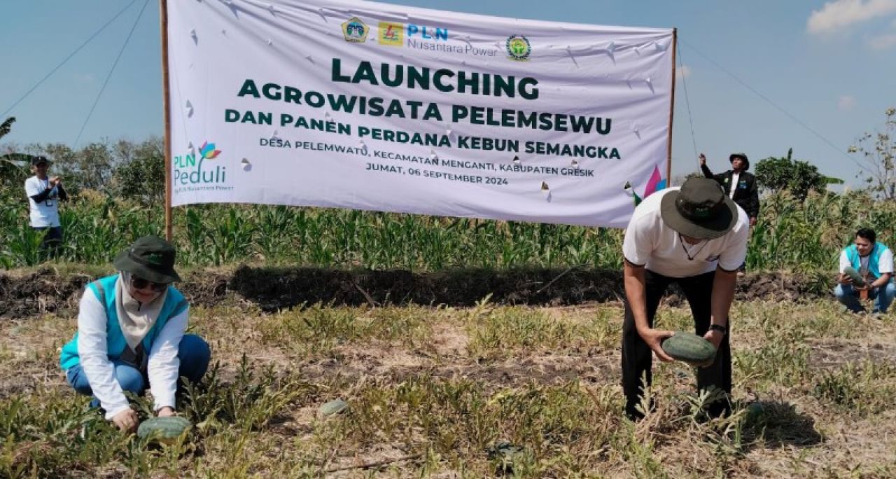 Senior Manajer PT PLN NP UP Gresik memetik semangka. (ist)