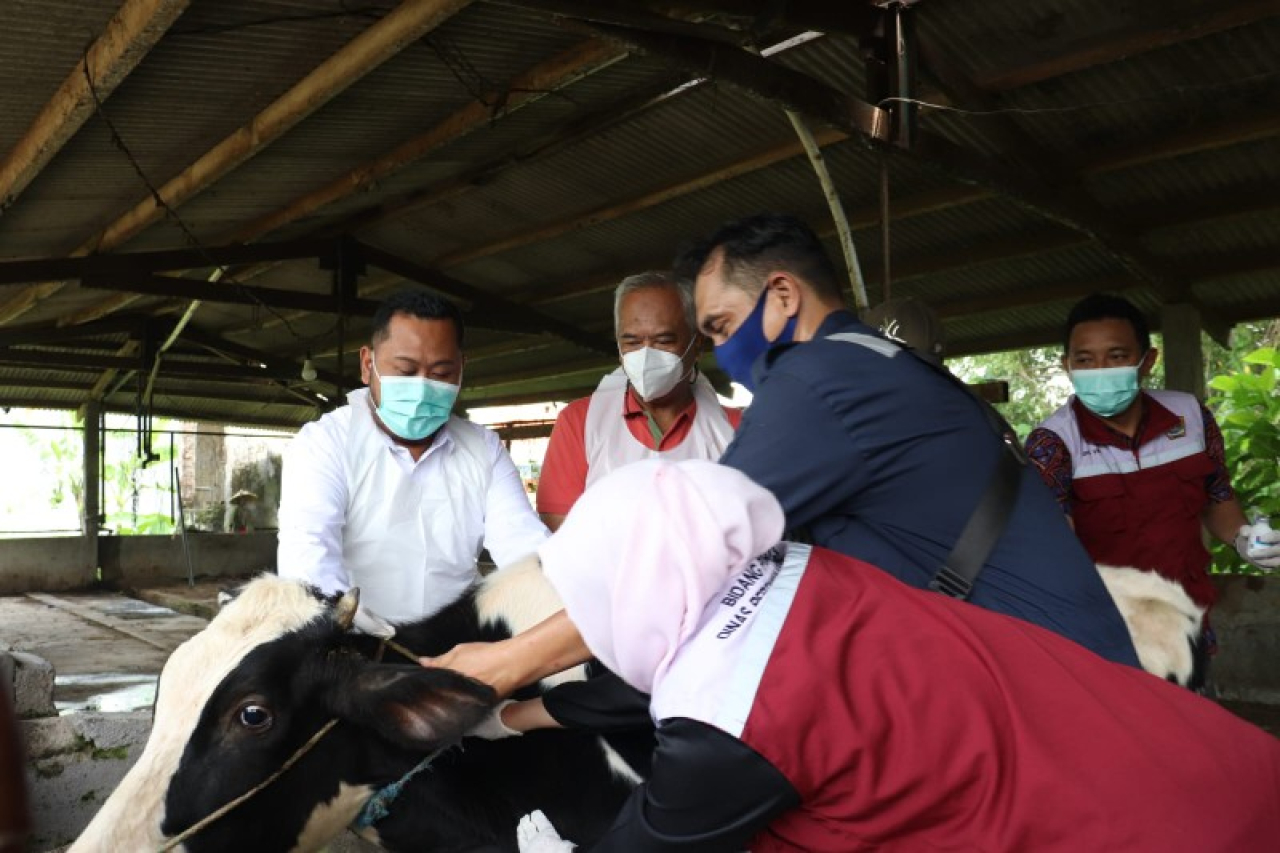 Cegah PMK, Pemkab Gresik Vaksinasi dan Edukasi Peternak, Ribuan Dosis Vaksin Siap Disalurkan