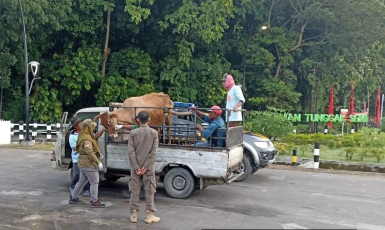 Antisipasi Penularan PMK, Disnakkan Bojonegoro Tutup Sementara Transaksi Jual Beli Ternak di Pasar Hewan