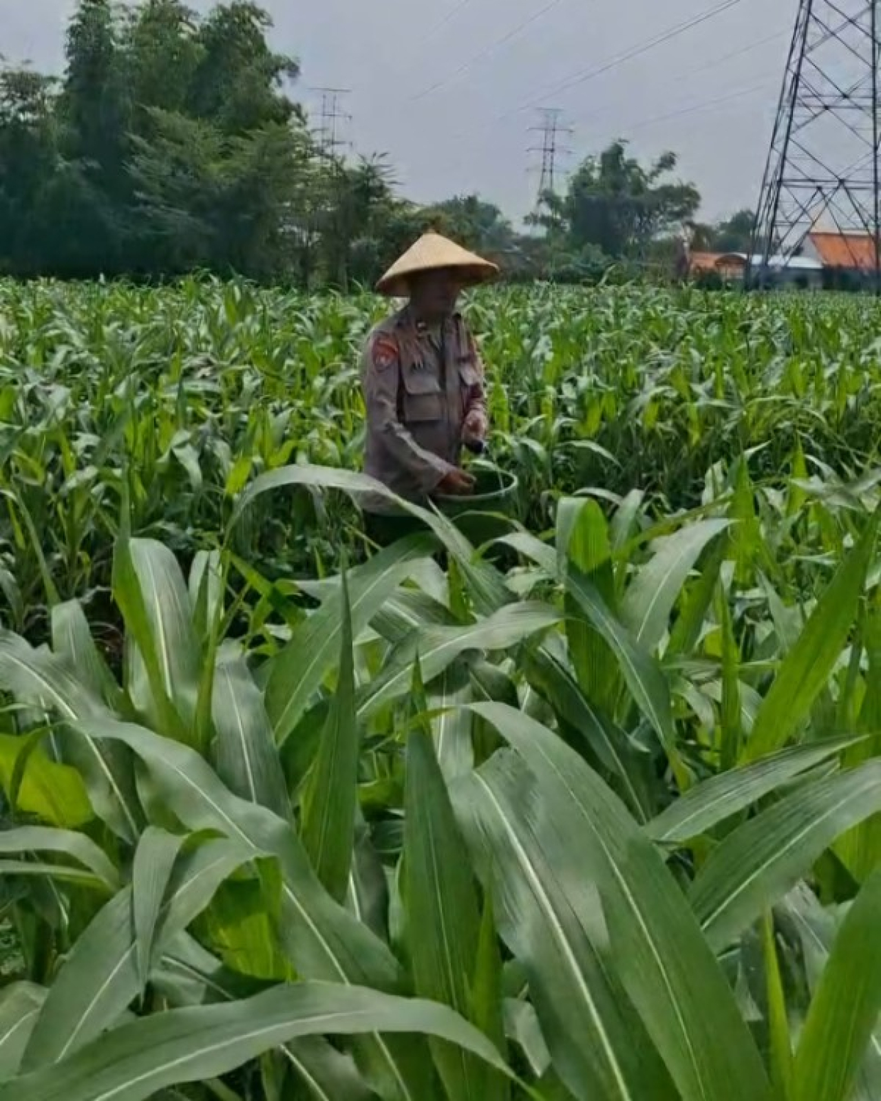 Polres Pasuruan Kota tanami lahan kering dengan tanaman jagung. (ist)