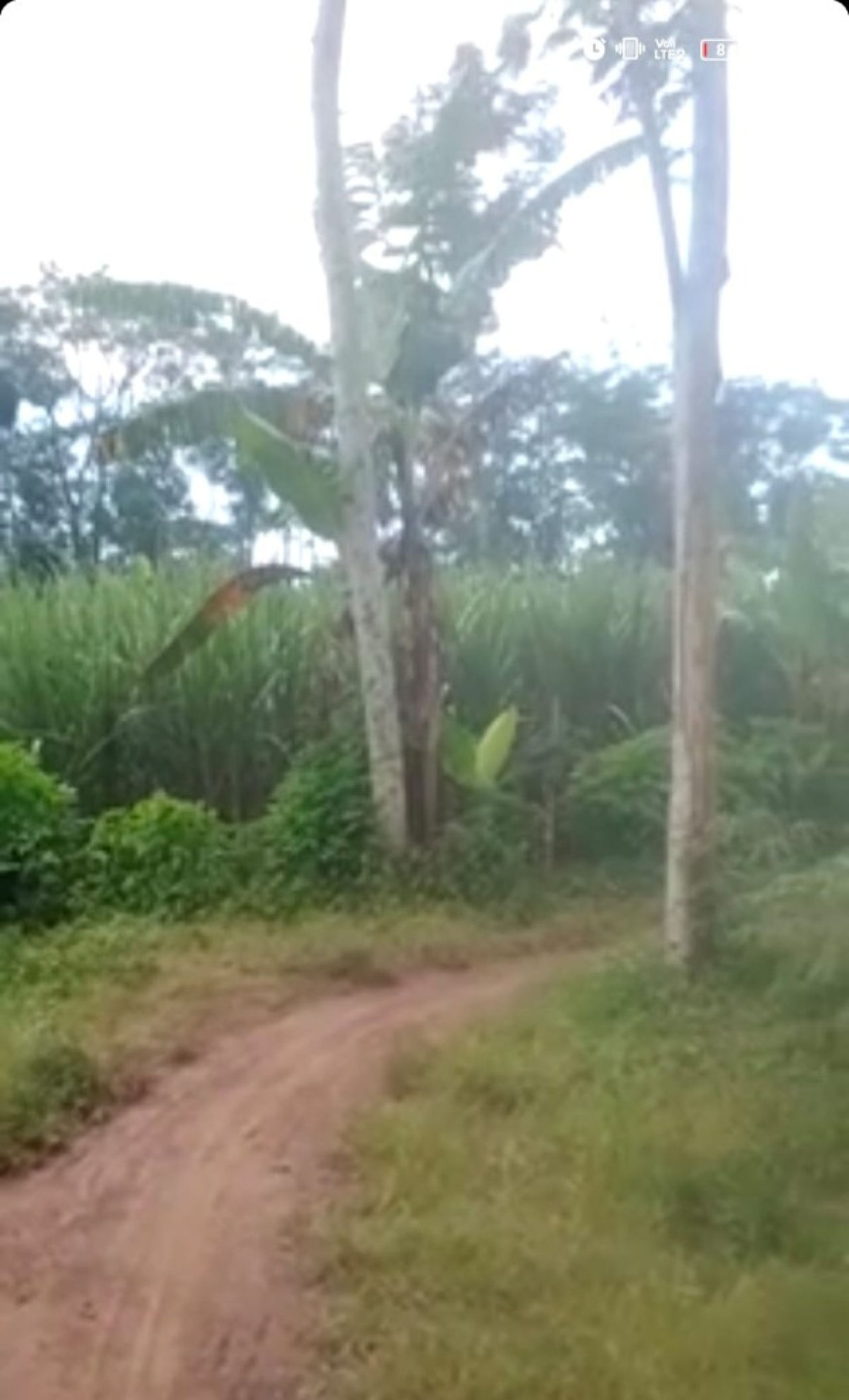 tempat yang diduga digunakan untuk judi sabung ayam sudah ditanami jagung dan singkong. (ist)