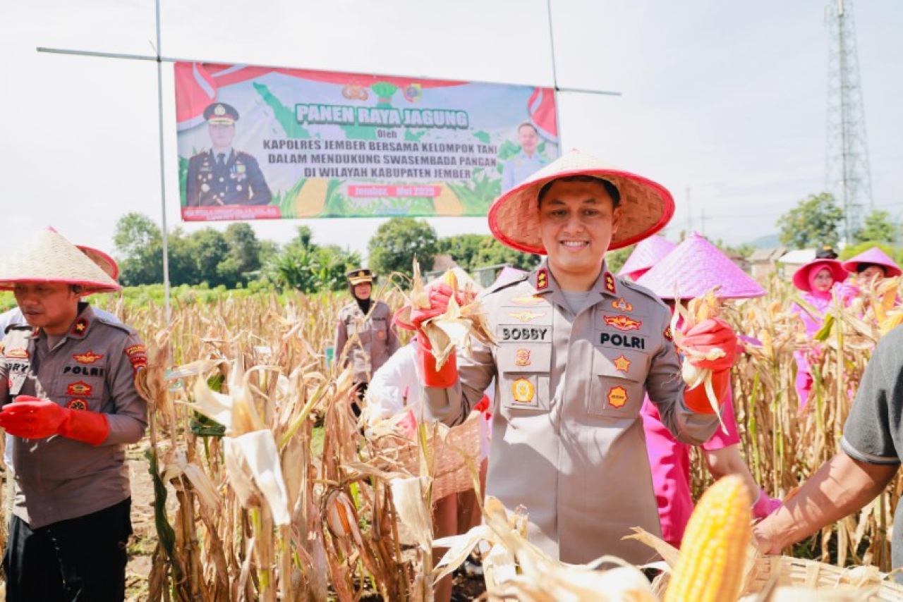 Gelorakan Swasembada Pangan Kapolres Jember Ikut Panen Raya dan Tanam Jagung di Lojejer
