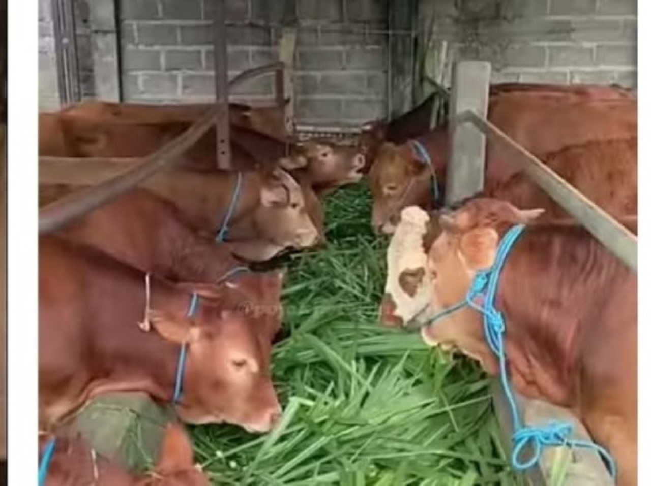 Foto ilustrasi : Program budidaya penggemukan Sapi di Desa Jatilengger Kecamatan Ponggok Kabupaten Blitar. (ist)