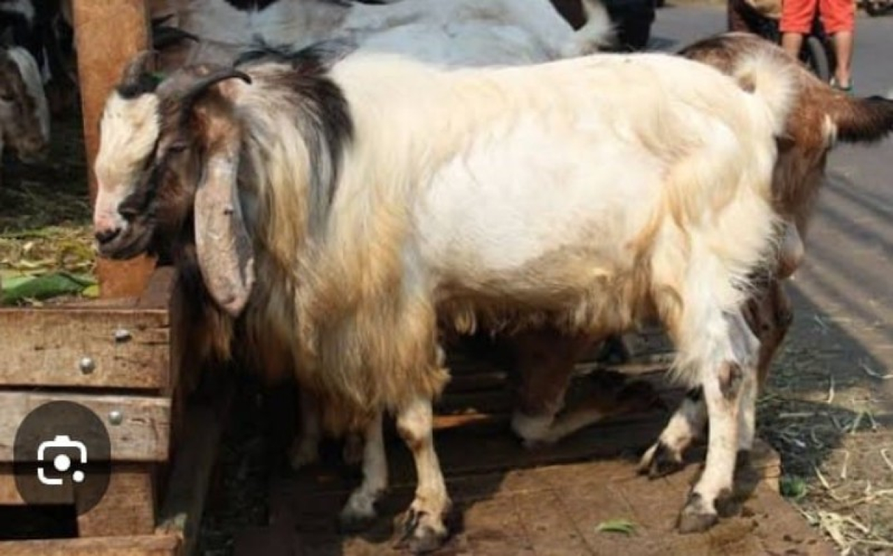 Foto : kambing yang bisa untuk kurban. (ist)